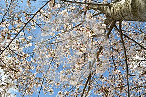 Cherry blossom in spring on branches