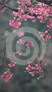 Cherry blossom in spring, Chinese style