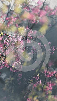 Cherry blossom in spring, Chinese style