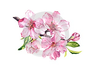 Cherry blossom, spring flowering branch. Watercolor apple pink flowers