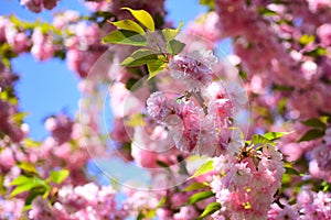 Cherry blossom. Spring flowers background. Sacura cherry-tree. Sakura Festival.