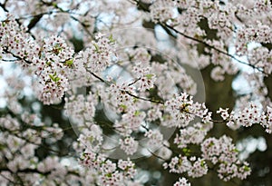 The cherry blossom in the spring garden