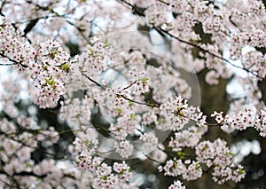 The cherry blossom in the spring garden