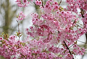 The cherry blossom in the spring garden