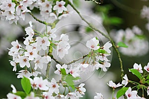 The cherry blossom in the spring garden