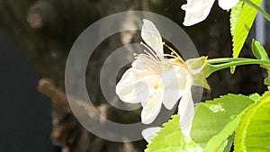 cherry blossom in spring in Germany