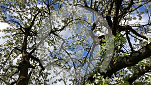 cherry blossom in spring in Germany