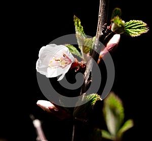 Cherry blossom in spring isolated black background. Macro