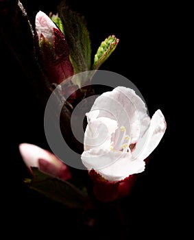 Cherry blossom in spring isolated black background. Macro