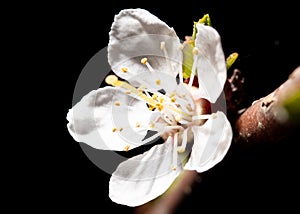 Cherry blossom in spring isolated black background. Macro