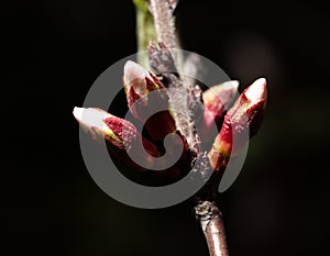 Cherry blossom in spring isolated black background. Macro