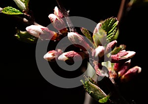 Cherry blossom in spring isolated black background. Macro