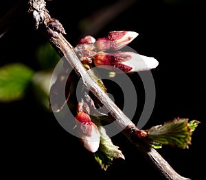 Cherry blossom in spring isolated black background. Macro