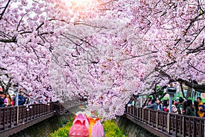 Cherry blossom in spring. Jinhae Gunhangje Festival is the largest cherry blossom festival in South Korea