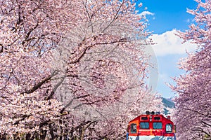 Cherry blossom in spring in Korea is the popular cherry blossom viewing spot, jinhae South Korea