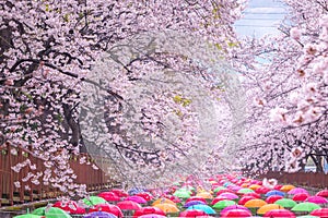 Cherry blossom in spring in Korea is the popular cherry blossom viewing spot, jinhae South Korea