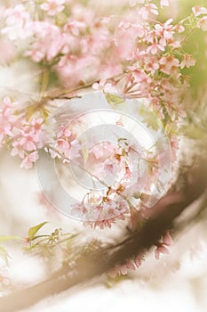 Cherry blossom in spring, Multiple exposure