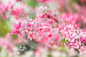 Cherry blossom in spring with with a nice bokeh