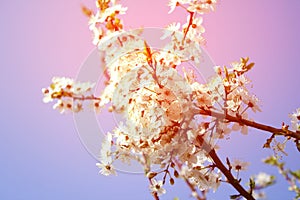 Cherry blossom - spring, pink shade, may