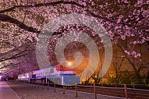 Cherry blossom in spring is the popular cherry blossom viewing spot, jinhae South Korea