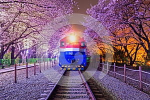 Cherry blossom in spring is the popular cherry blossom viewing spot, jinhae South Korea