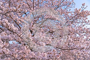 Cherry blossom in spring season, Japan.