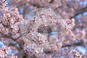 Cherry blossom in spring season, Japan.