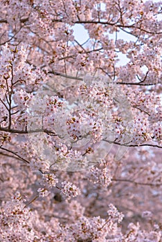 Cherry blossom in spring season, Japan.