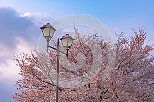 Cherry blossom in spring season, Japan.