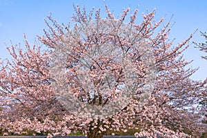 Cherry blossom in spring season, Japan.