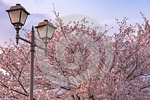 Cherry blossom in spring season, Japan.