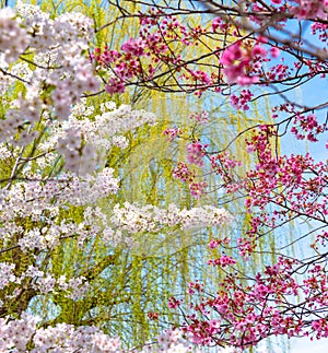 Cherry blossom in spring season at Tokyo, Japan.