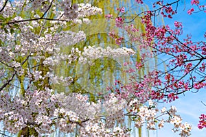 Cherry blossom in spring season at Tokyo, Japan.