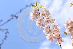 A branch of cherry blossoms against the background of a blue sky