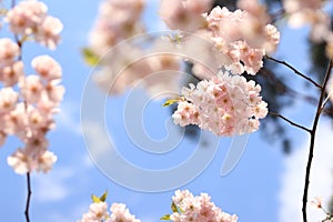 A branch of cherry blossoms against the background of a blue sky