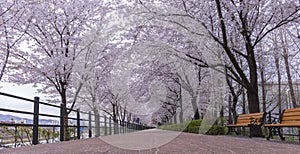 Cherry blossom in spring,Seoul,South Korea