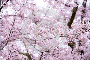 Cherry Blossom in spring with Soft focus, Sakura season in South Korea or Japan ,Background