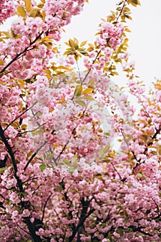 Cherry blossom in spring. Spring background with a branch of blooming sakura. Tenderness. Perfumery concept. Nature