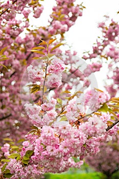 Cherry blossom in spring. Spring background with a branch of blooming sakura. Tenderness. Perfumery concept. Nature