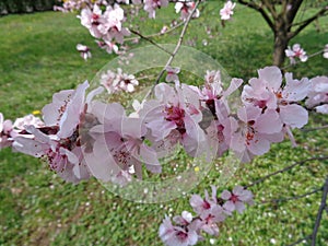 Cherry Blossom,Spring Time