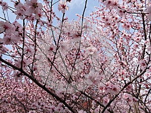 Cherry Blossom,Spring Time