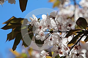 Cherry blossom spring time background
