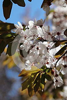 Cherry blossom spring time background