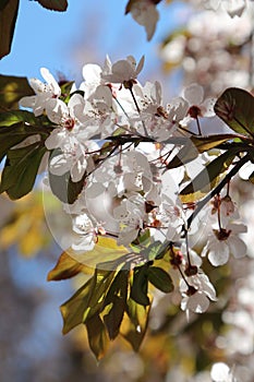 Cherry blossom spring time background