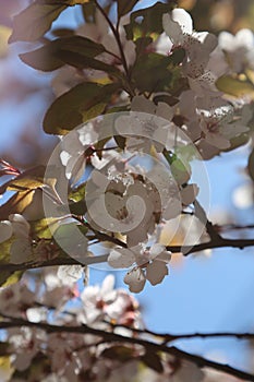 Cherry blossom spring time background