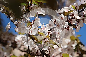 Cherry blossom spring time background