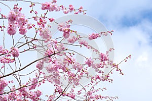 cherry blossom in spring time with blue sky and cloud background