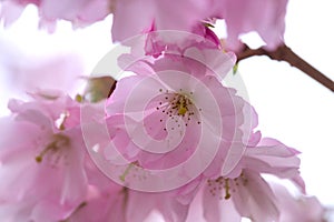 cherry blossom in spring time, sakura flowers blooming