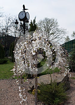 Cherry in blossom, spring time