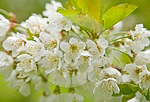 Cherry blossom in Springtime.